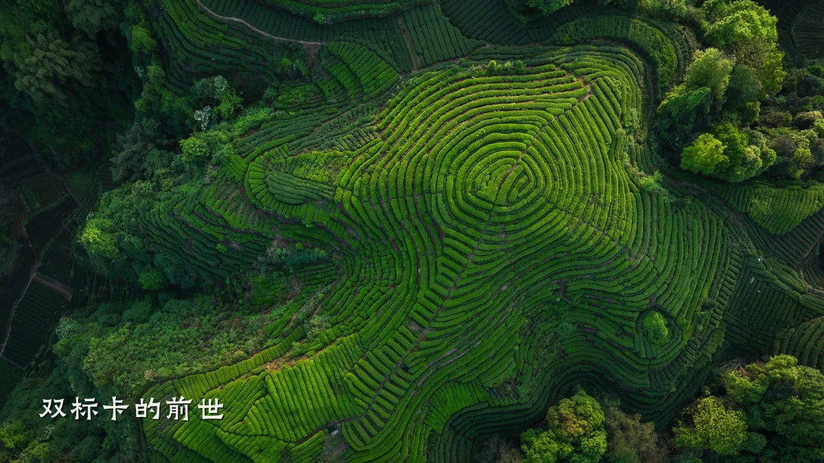 双标卡的前世